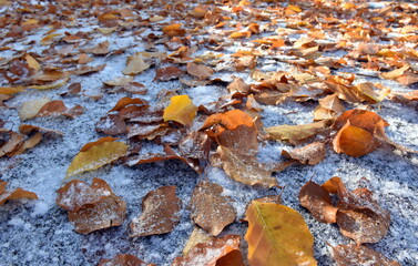 Herbstlaub auf verschneitem Asphalt