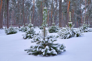 Nursery,plantation for growing young Christmas trees