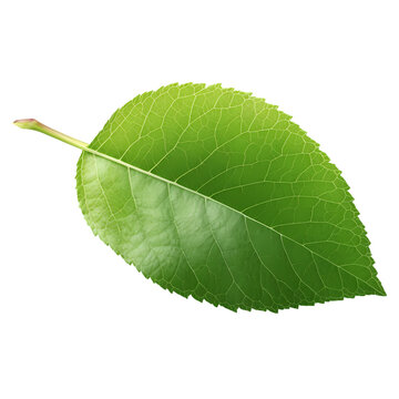 Green apple leaf isolated on transparent background