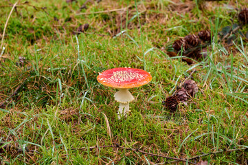 fly agaric in the moss and grass, with pine cones