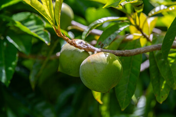 Close up of the green fruit on the tree in Kauai, Hawaii, United States.
