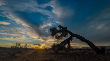 Leaning Joshua Tree Silhouette in the Radiant Glow of a Mesmeric Sunrise