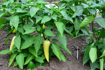 pepper plant with green peppers in the garden