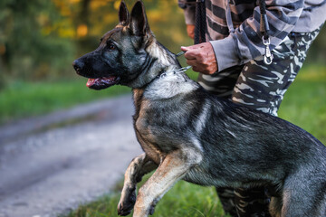 Young German Shepherd dog with his pet owner or animal trainer. Dog obedience training