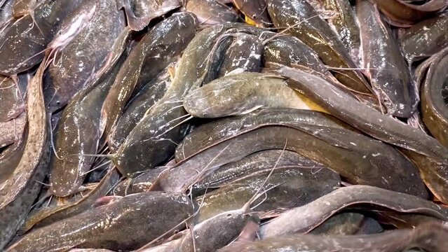 A lot of close up live catfish in a fish market look fresh and still alive, slimy and writhing.
