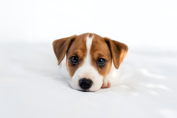 Two months old Jack Russel terrier puppy with cute eyes laying on the white bed