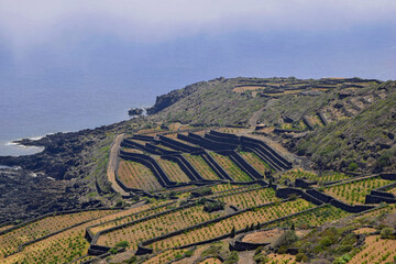 Panoramic view with Mediterranean vegetation and agricultural terraces in Pantelleria island, Italy - 688748119