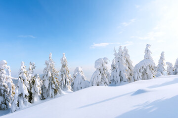 Scenic winter shot of evergreen trees on a snowy mountain clearing. Winter mountains landscape