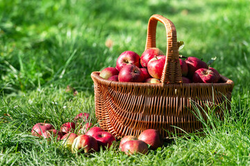 Ripe red apples in braiding basket in garden. Harvest and gardening concept. Nature organic eco food background