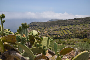Panoramic view with Mediterranean vegetation and agricultural terraces in Pantelleria island, Italy - 688750740