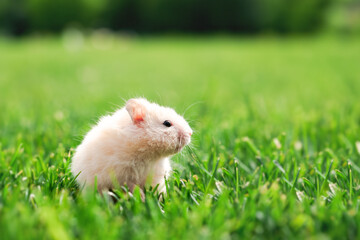Little white hamster in green grass on the backyard close up. Pets photography