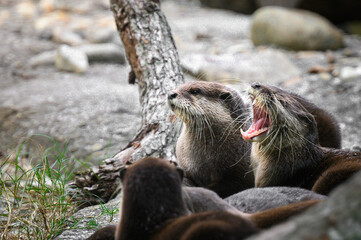 American river otters huddled together