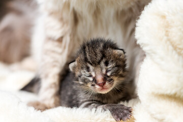 Little blind kitten with his mother close up. Cats offspring on cozy white carpet