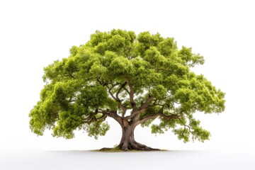 Fototapeta na wymiar Lush green oak tree with leaves and bright vegetation on a white background.