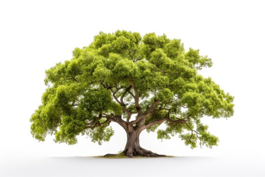 Lush green oak tree with leaves and bright vegetation on a white background.