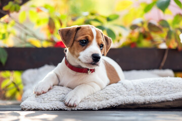 Jack russell terrier puppy on wooden terrace near house during fall season. Dogs and pets photography