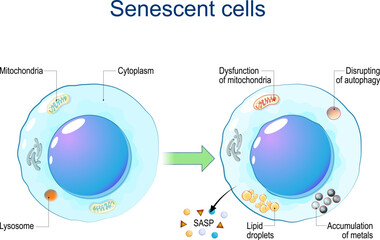 Senescent cells. Cellular senescence - obrazy, fototapety, plakaty