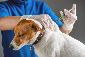 Jack Russell Terrier puppy injecting vaccine by vet doctor. Veterinary healthcare concept - obrazy, fototapety, plakaty