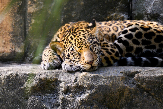 Baby Jaguar pictured sleeping at Jacksonville Zoo