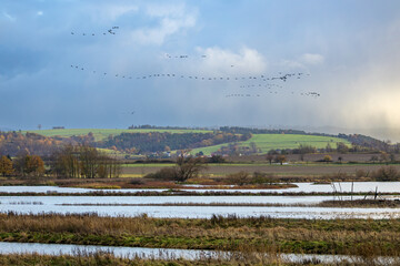 The crane migration in the fall time at the Rhäden wetlands at Obersuhl