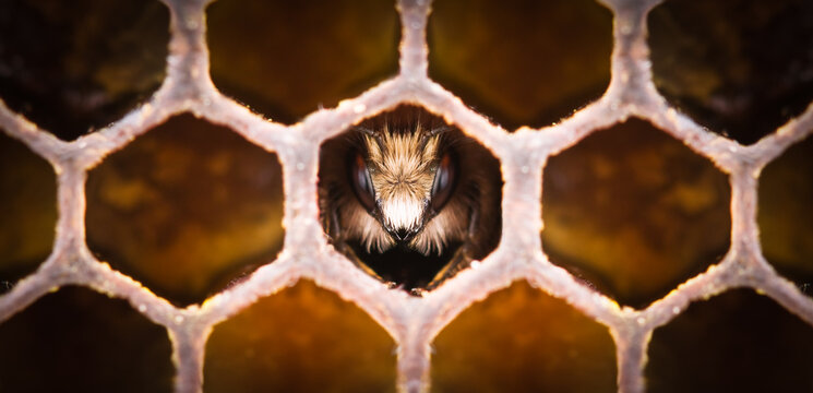 Close up of young bee in a honeycomb. Macro shot