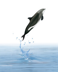 un dauphin de Heaviside   qui saute d'une eau limpide avec des splashes