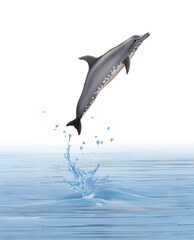 un dauphin dauphin à dent rugueuses  qui saute d'une eau limpide avec des splashes