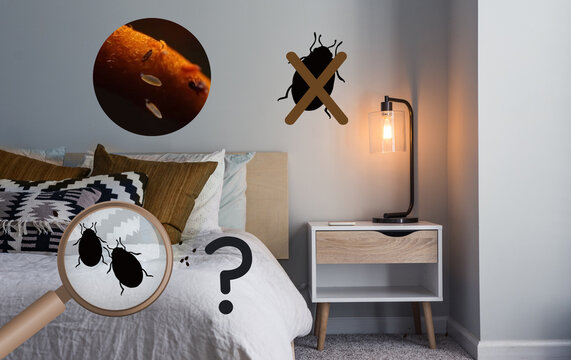D&eacute;tection et recherche de punaises de lit  et de larves dans une chambre