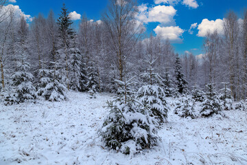 Snowy winter landscape in  mountain forest.  Winter in mountain