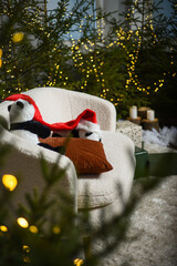 Christmas interior with a white sofa near green Christmas trees with lights that create a bokeh effect. two soft toy pandas with a red gnome hat on a white sofa.