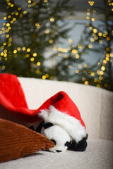 toy panda with a red gnome's Christmas hat is sitting on a white sofa near green fir trees in which the lights that create a bokeh effect are installed in the background