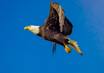 American bald eagle takes flight