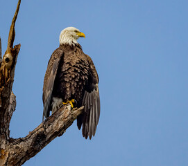 American bald eagle perchers on branch looking for prey