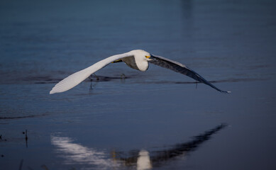 Beautiful egret flies over Myakka Riveer
