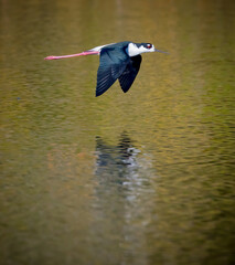 Bright red legs of the stilt flying over water in Florida