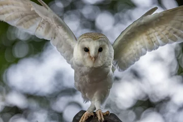 Fotobehang Barn owl attemps to take flight © Jo