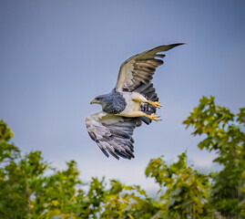 Geranoaetus Hawk.flies through the blue sky with wings spreadtif