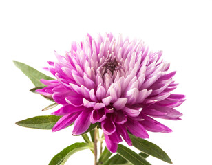 Aster isolated on white background, cutout 