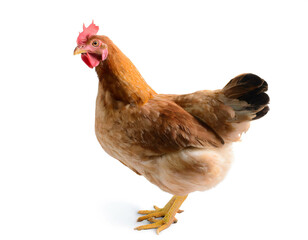 Fototapeta premium Chicken isolated on white background, cutout