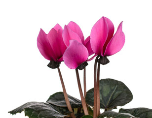 Cyclamen isolated on white background, cutout 