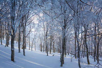 snowbound  forest  at the bright winter day