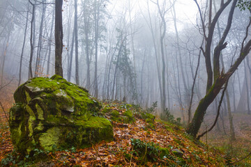 huge stone on forest glade covered by red dry leaves in dense mist, calm outdoor scene