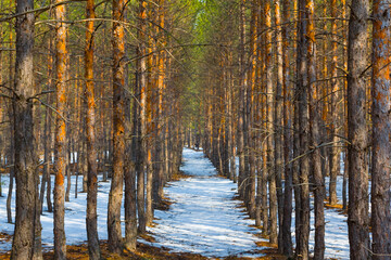 pine tree forest glade in snow, seasonal outdoor landscape