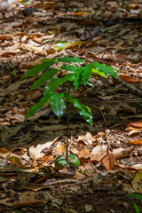 A young green tree growing from fruit on the ground in a park in Kauai, Hawaii, United States.

