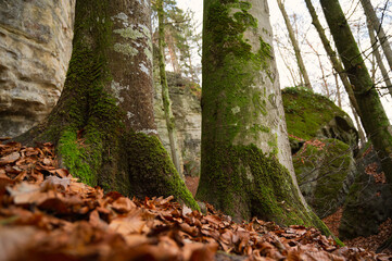 Devil Gorge at the Eifel, Teufelsschlucht with mighty boulders and canyon, hiking trail in Germany,...