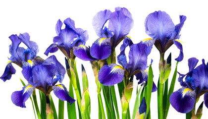 iris flowers isolated on white background, cutout