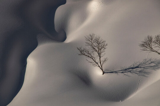 Bare tree on snow covered slope during sunny day