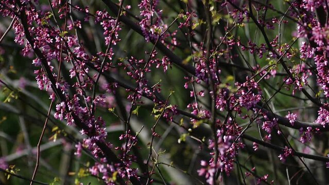 The video portrays the magnificent blossoming of the Judas tree (Cercis siliquastrum). Its branches adorned with clusters of vibrant pink or purple flowers. Legumes - Fabaceae.
