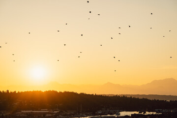 Birds in flight at sunset in Seattle, Washington