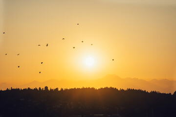Birds in flight at sunset in Seattle, Washington